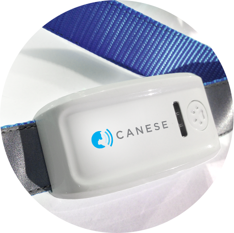 Canese